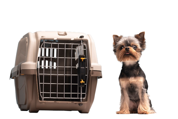 dog-with-cage